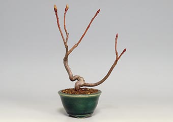 セイヨウカマツカO（せいようかまつか・西洋鎌柄）実もの盆栽の成長記録-1・Aronia arbutifolia bonsai