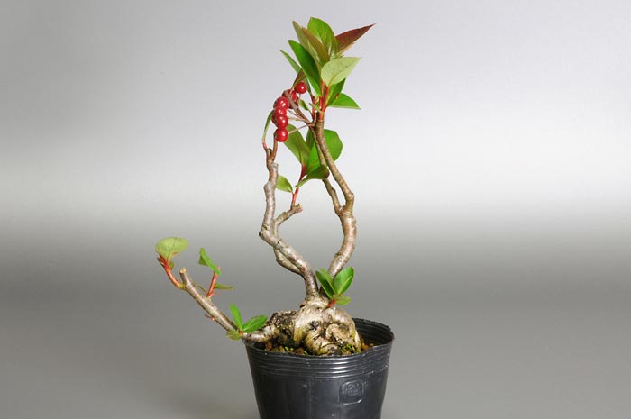 セイヨウカマツカR（せいようかまつか・西洋鎌柄）実もの盆栽の販売と育て方・作り方・Aronia arbutifolia bonsai