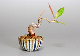 セイヨウカマツカS（せいようかまつか・西洋鎌柄）実もの盆栽の成長記録-1・Aronia arbutifolia bonsai