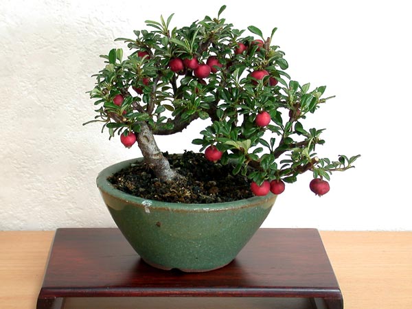 シロシタン-A（しろしたん・白紫檀）実もの盆栽の販売と育て方・作り方・Cotoneaster Horizontalis bonsai