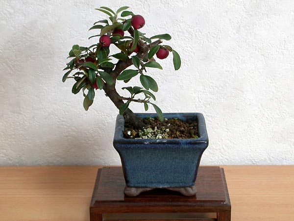 シロシタンB（しろしたん・白紫檀）実もの盆栽の販売と育て方・作り方・Cotoneaster Horizontalis bonsai bonsai