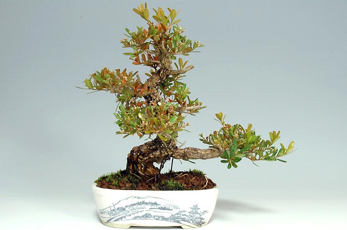 タイワンツゲ-A-1（たいわんつげ・台湾黄楊・ツゲ・つげ・柘植）実もの盆栽の販売と育て方・作り方・Buxus microphylla var.japonica bonsai