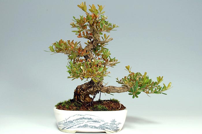 タイワンツゲ-A-1(たいわんつげ・台湾黄楊・ツゲ・つげ・柘植)実もの盆栽の販売と育て方・作り方・Buxus microphylla var.japonica bonsai