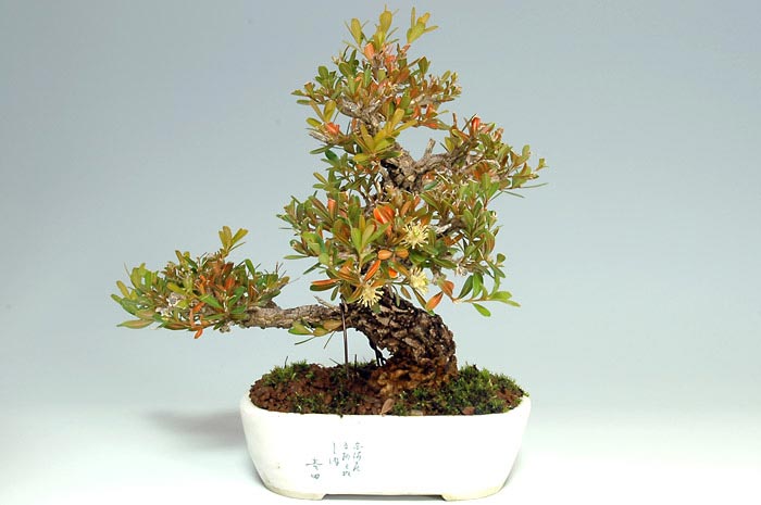 タイワンツゲ-A-1（たいわんつげ・台湾黄楊・ツゲ・つげ・柘植）実もの盆栽を裏側から見た景色・Buxus microphylla var.japonica bonsai