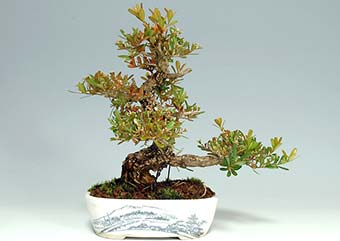タイワンツゲ-A（たいわんつげ・台湾黄楊・ツゲ・つげ・柘植）実もの盆栽の成長記録-1・Buxus microphylla var.japonica bonsai