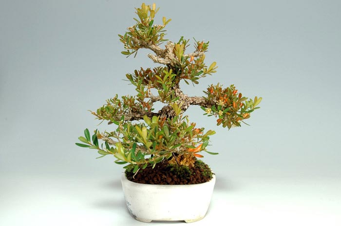 タイワンツゲ-A-1（たいわんつげ・台湾黄楊・ツゲ・つげ・柘植）実もの盆栽を右側から見た景色・Buxus microphylla var.japonica bonsai