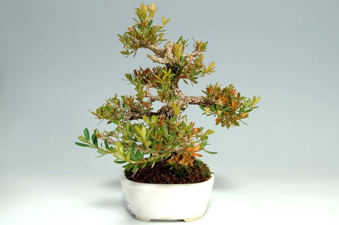 タイワンツゲ-A-1(たいわんつげ・台湾黄楊・ツゲ・つげ・柘植)実もの盆栽を右側から見た景色・Buxus microphylla var.japonica bonsai