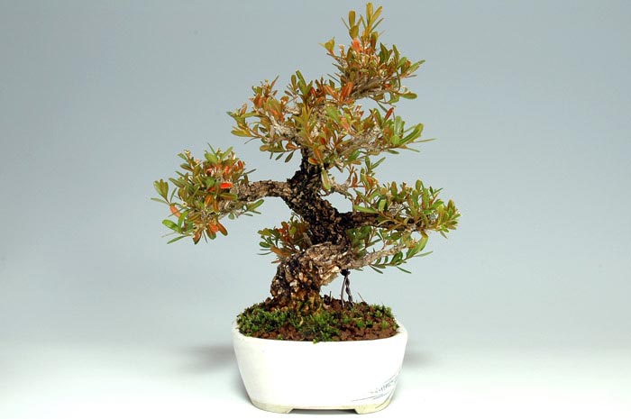 タイワンツゲ-A-1（たいわんつげ・台湾黄楊・ツゲ・つげ・柘植）実もの盆栽を左側から見た景色・Buxus microphylla var.japonica bonsai