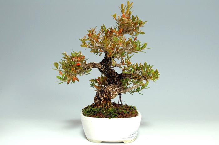 タイワンツゲ-A-1(たいわんつげ・台湾黄楊・ツゲ・つげ・柘植)実もの盆栽を左側から見た景色・Buxus microphylla var.japonica bonsai