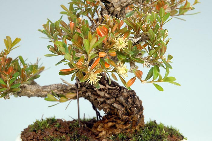 タイワンツゲ-A-1（たいわんつげ・台湾黄楊・ツゲ・つげ・柘植）実もの盆栽を拡大して見た景色・Buxus microphylla var.japonica bonsai
