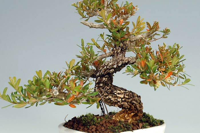 タイワンツゲ-A-1（たいわんつげ・台湾黄楊・ツゲ・つげ・柘植）実もの盆栽を拡大して正面裏面から見た景色・Buxus microphylla var.japonica bonsai