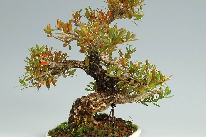 タイワンツゲ-A-1（たいわんつげ・台湾黄楊・ツゲ・つげ・柘植）実もの盆栽を拡大して正面から見た景色・Buxus microphylla var.japonica bonsai