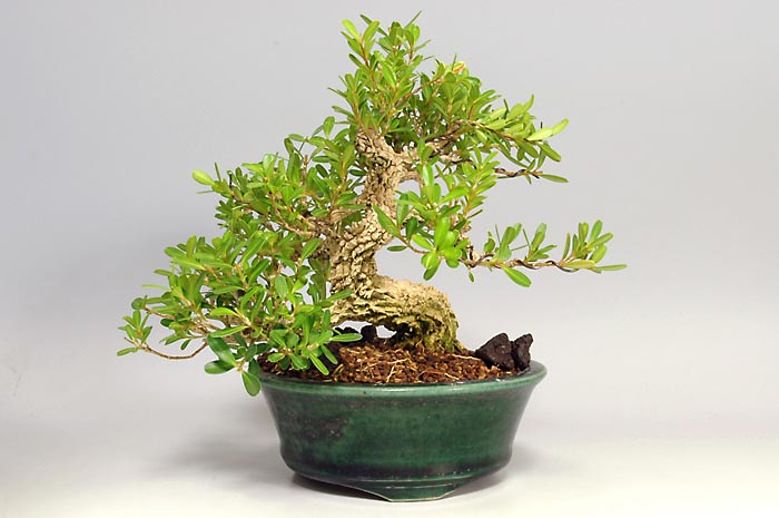 タイワンツゲ-A-2(たいわんつげ・台湾黄楊・ツゲ・つげ・柘植)実もの盆栽の販売と育て方・作り方・Buxus microphylla var.japonica bonsai