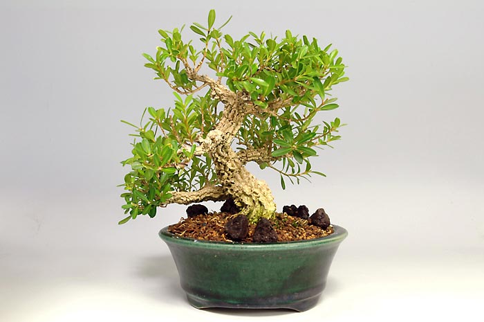 タイワンツゲ-A-2（たいわんつげ・台湾黄楊・ツゲ・つげ・柘植）実もの盆栽を右側から見た景色・Buxus microphylla var.japonica bonsai