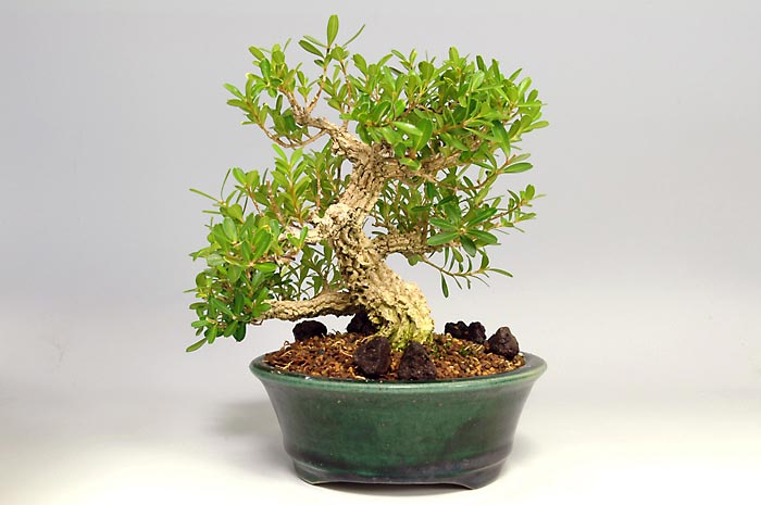 タイワンツゲ-A-2(たいわんつげ・台湾黄楊・ツゲ・つげ・柘植)実もの盆栽を右側から見た景色・Buxus microphylla var.japonica bonsai