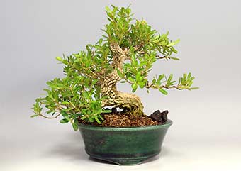 タイワンツゲ-A（たいわんつげ・台湾黄楊・ツゲ・つげ・柘植）実もの盆栽の成長記録-2・Buxus microphylla var.japonica bonsai