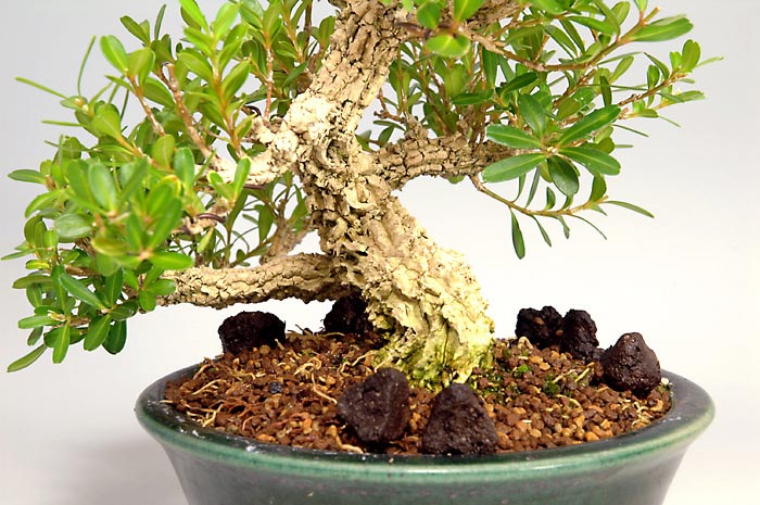 タイワンツゲ-A-2（たいわんつげ・台湾黄楊・ツゲ・つげ・柘植）実もの盆栽を拡大して見た景色・Buxus microphylla var.japonica bonsai