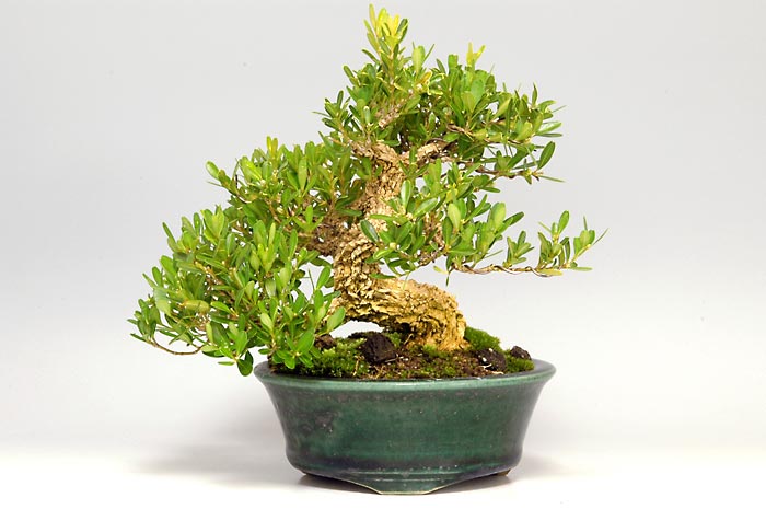 タイワンツゲ-A-3（たいわんつげ・台湾黄楊・ツゲ・つげ・柘植）実もの盆栽の販売と育て方・作り方・Buxus microphylla var.japonica bonsai
