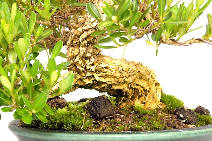 タイワンツゲ-A-3（たいわんつげ・台湾黄楊・ツゲ・つげ・柘植）実もの盆栽を拡大して見た景色・Buxus microphylla var.japonica bonsai
