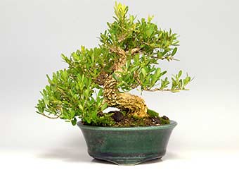 タイワンツゲ-A（たいわんつげ・台湾黄楊・ツゲ・つげ・柘植）実もの盆栽の成長記録-3・Buxus microphylla var.japonica bonsai
