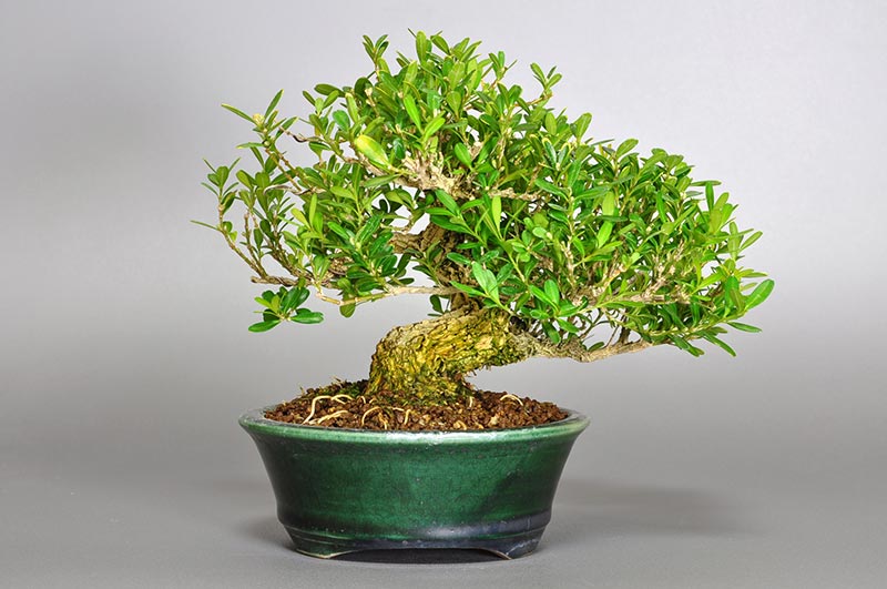 ミニ盆栽・タイワンツゲ-A（たいわんつげ・台湾黄楊・ツゲ・つげ・柘植）実もの盆栽を裏側から見た景色・Buxus microphylla var.japonica bonsai