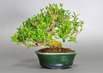 タイワンツゲ-A（たいわんつげ・台湾黄楊・柘植）盆栽の樹作りの参考樹形・Buxus microphylla var.japonicaBest bonsai