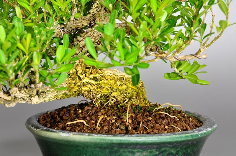 ミニ盆栽・タイワンツゲ-A（たいわんつげ・台湾黄楊・ツゲ・つげ・柘植）実もの盆栽を拡大して見た景色・Buxus microphylla var.japonica bonsai