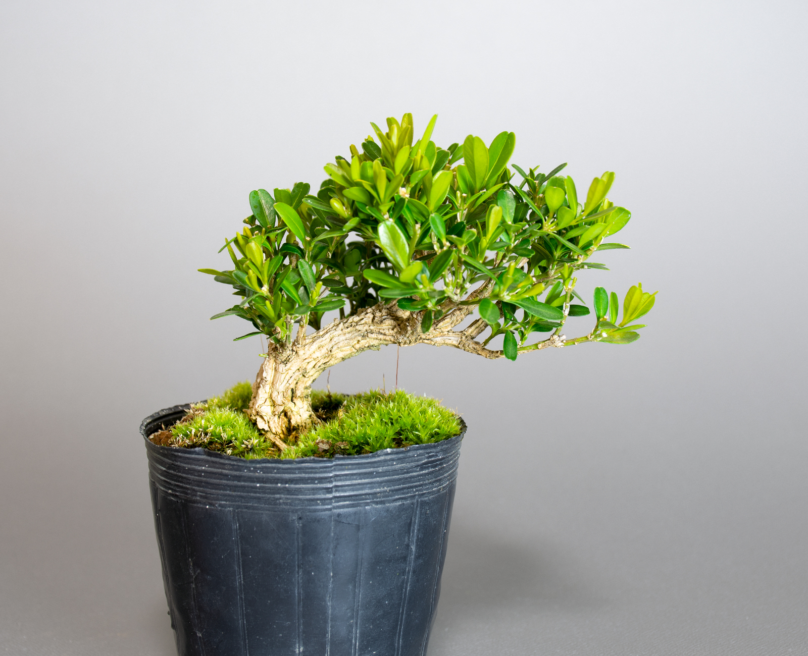 タイワンツゲ-A1（たいわんつげ・台湾黄楊）実もの盆栽の販売と育て方・作り方・Buxus microphylla var.japonica bonsai