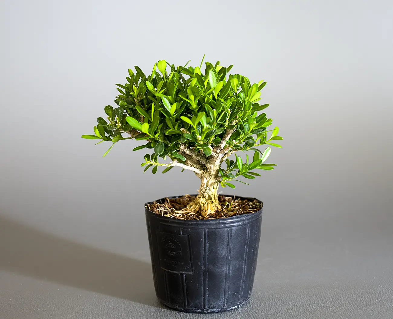 タイワンツゲ-B1（たいわんつげ・台湾黄楊）実もの盆栽の販売と育て方・作り方・Buxus microphylla var.japonica bonsai