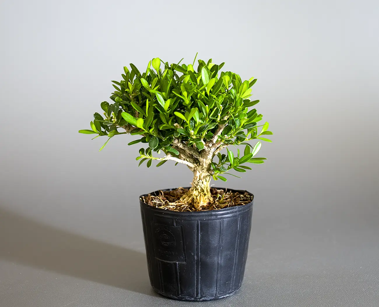 タイワンツゲ-B1(たいわんつげ・台湾黄楊)実もの盆栽の販売と育て方・作り方・Buxus microphylla var.japonica bonsai