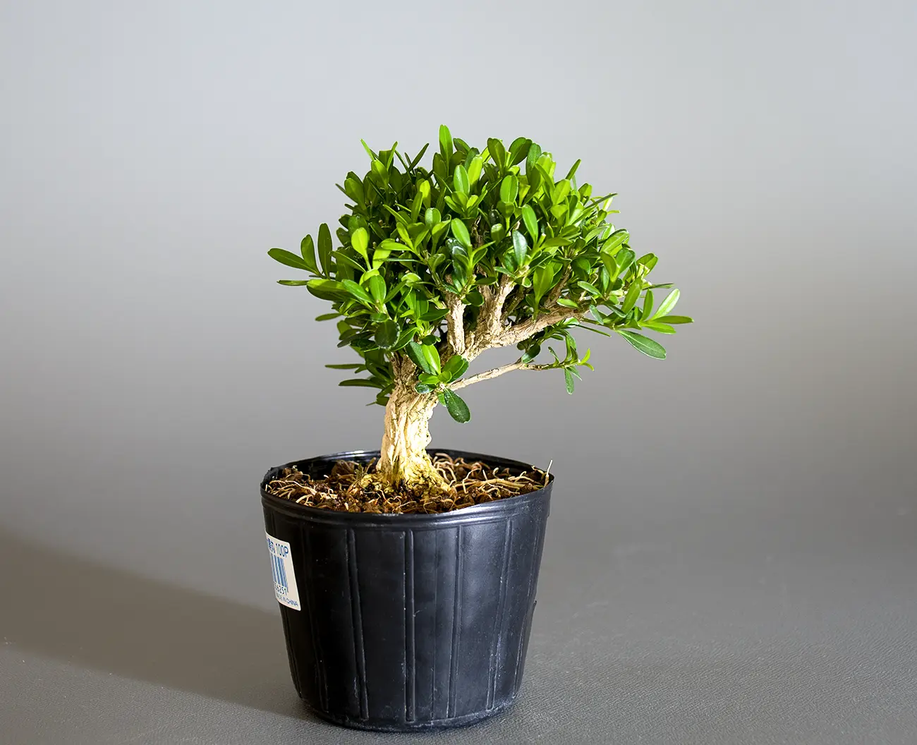 タイワンツゲ-B1（たいわんつげ・台湾黄楊）実もの盆栽を裏側から見た景色・Buxus microphylla var.japonica bonsai