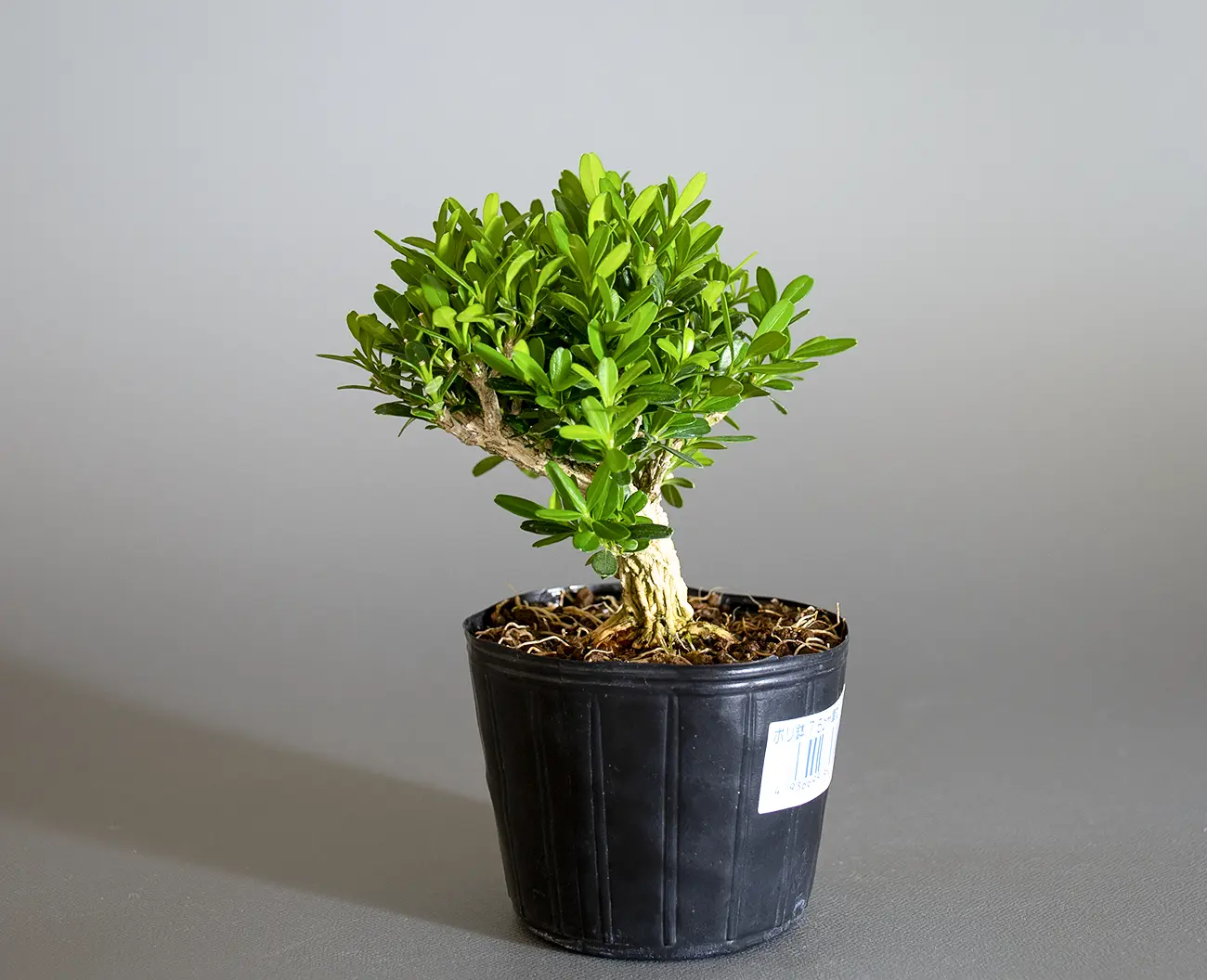 タイワンツゲ-B1(たいわんつげ・台湾黄楊)実もの盆栽を右側から見た景色・Buxus microphylla var.japonica bonsai
