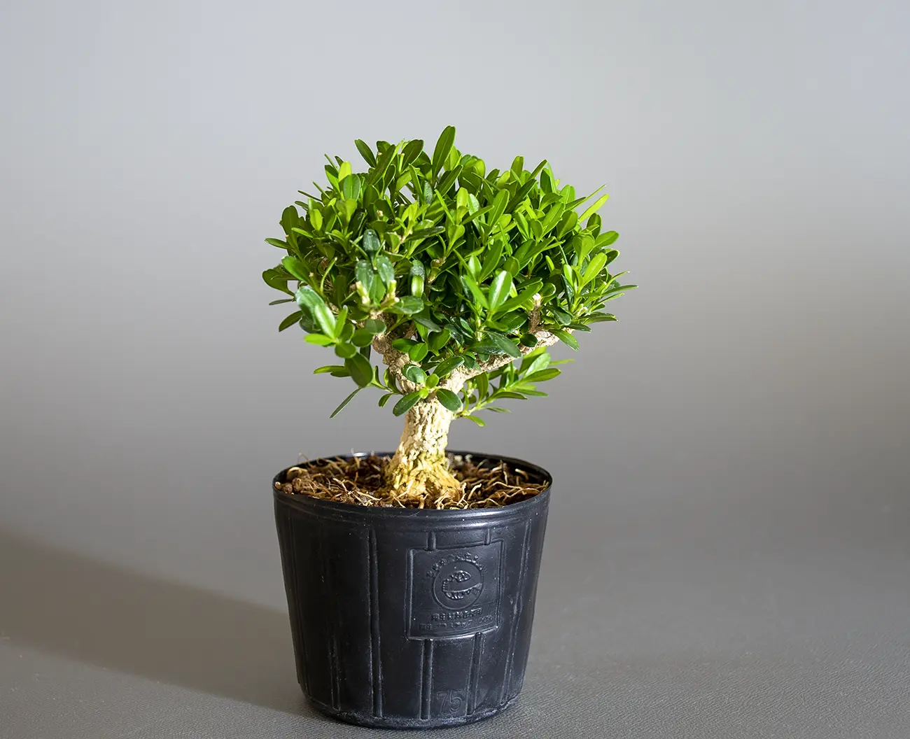 タイワンツゲ-B1（たいわんつげ・台湾黄楊）実もの盆栽を左側から見た景色・Buxus microphylla var.japonica bonsai