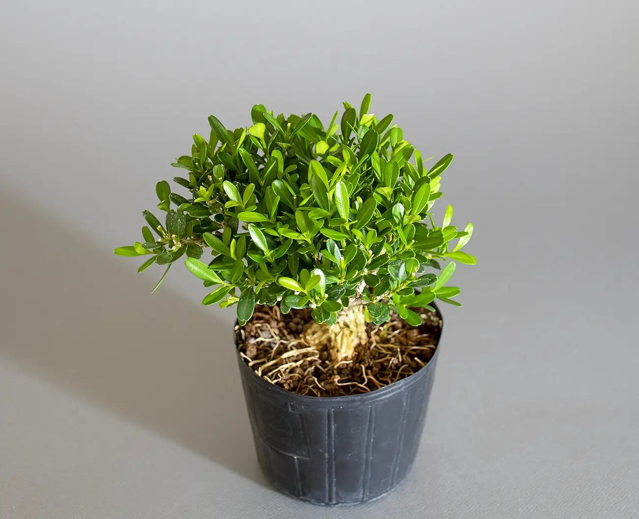 タイワンツゲ-B1（たいわんつげ・台湾黄楊）実もの盆栽の上側から見た景色・Buxus microphylla var.japonica bonsai