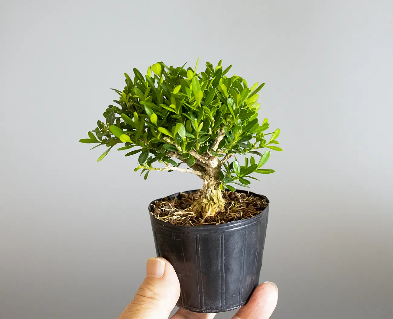 ミニ盆栽・タイワンツゲ-B1（たいわんつげ・台湾黄楊）実もの盆栽の手乗りの景色・Buxus microphylla var.japonica bonsai