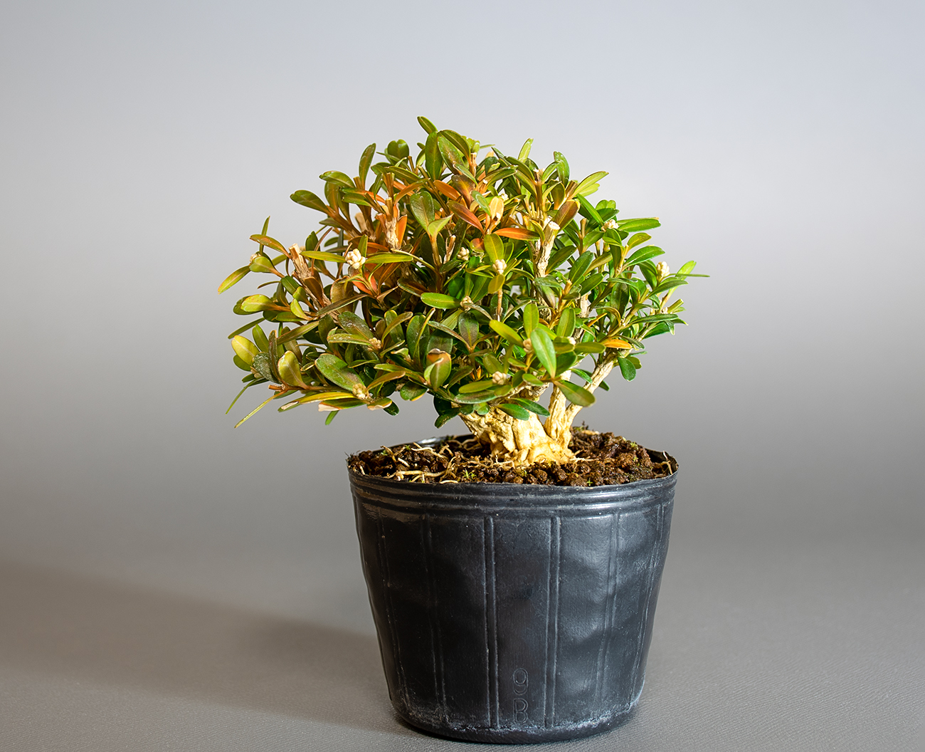 タイワンツゲ-C1（たいわんつげ・台湾黄楊）実もの盆栽を裏側から見た景色・Buxus microphylla var.japonica bonsai