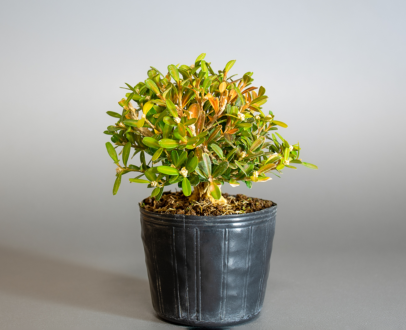 タイワンツゲ-C1（たいわんつげ・台湾黄楊）実もの盆栽を右側から見た景色・Buxus microphylla var.japonica bonsai