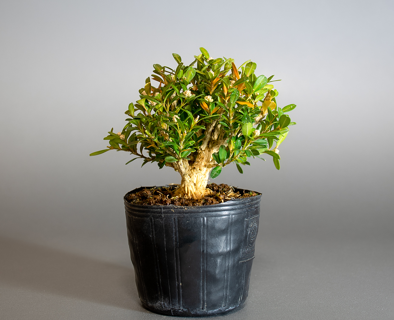 タイワンツゲ-C1（たいわんつげ・台湾黄楊）実もの盆栽を左側から見た景色・Buxus microphylla var.japonica bonsai