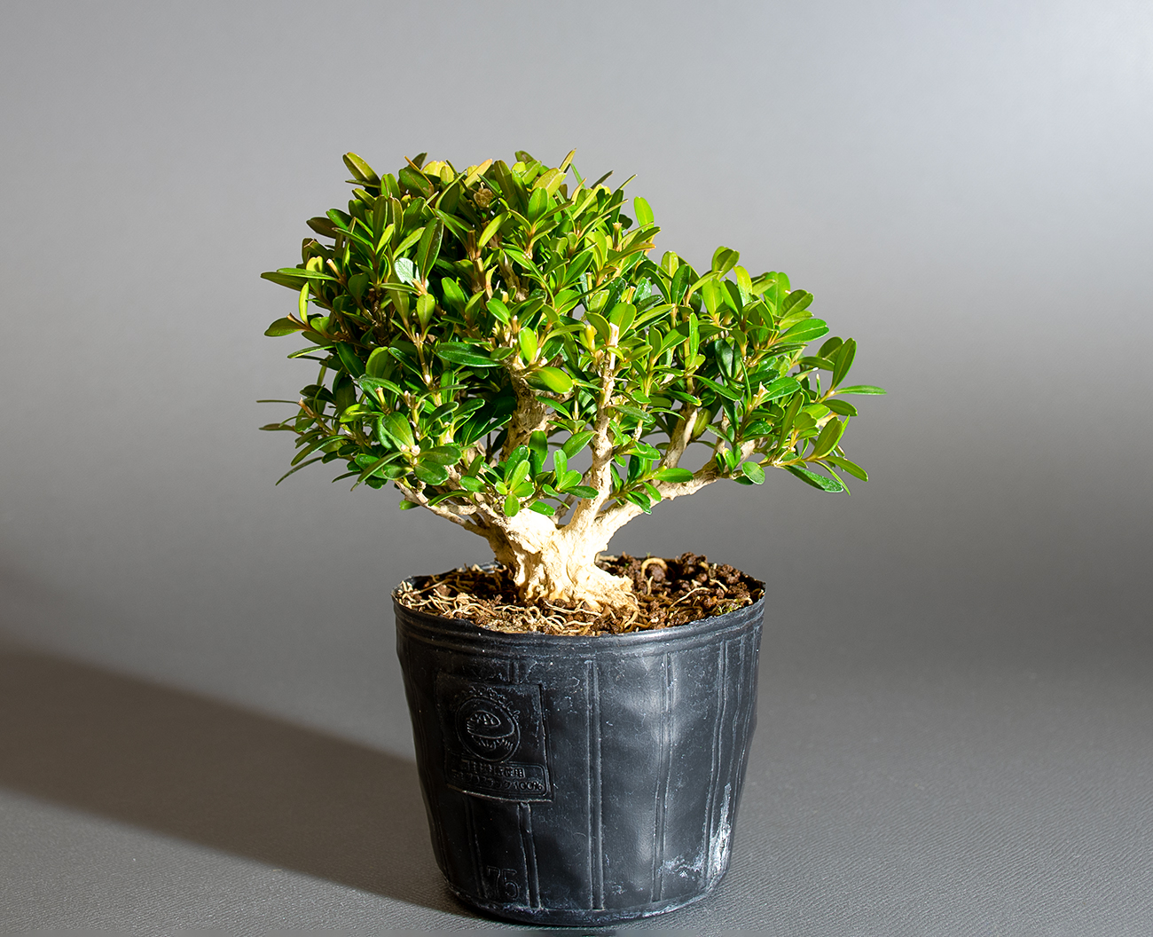 タイワンツゲ-D1（たいわんつげ・台湾黄楊）実もの盆栽の販売と育て方・作り方・Buxus microphylla var.japonica bonsai