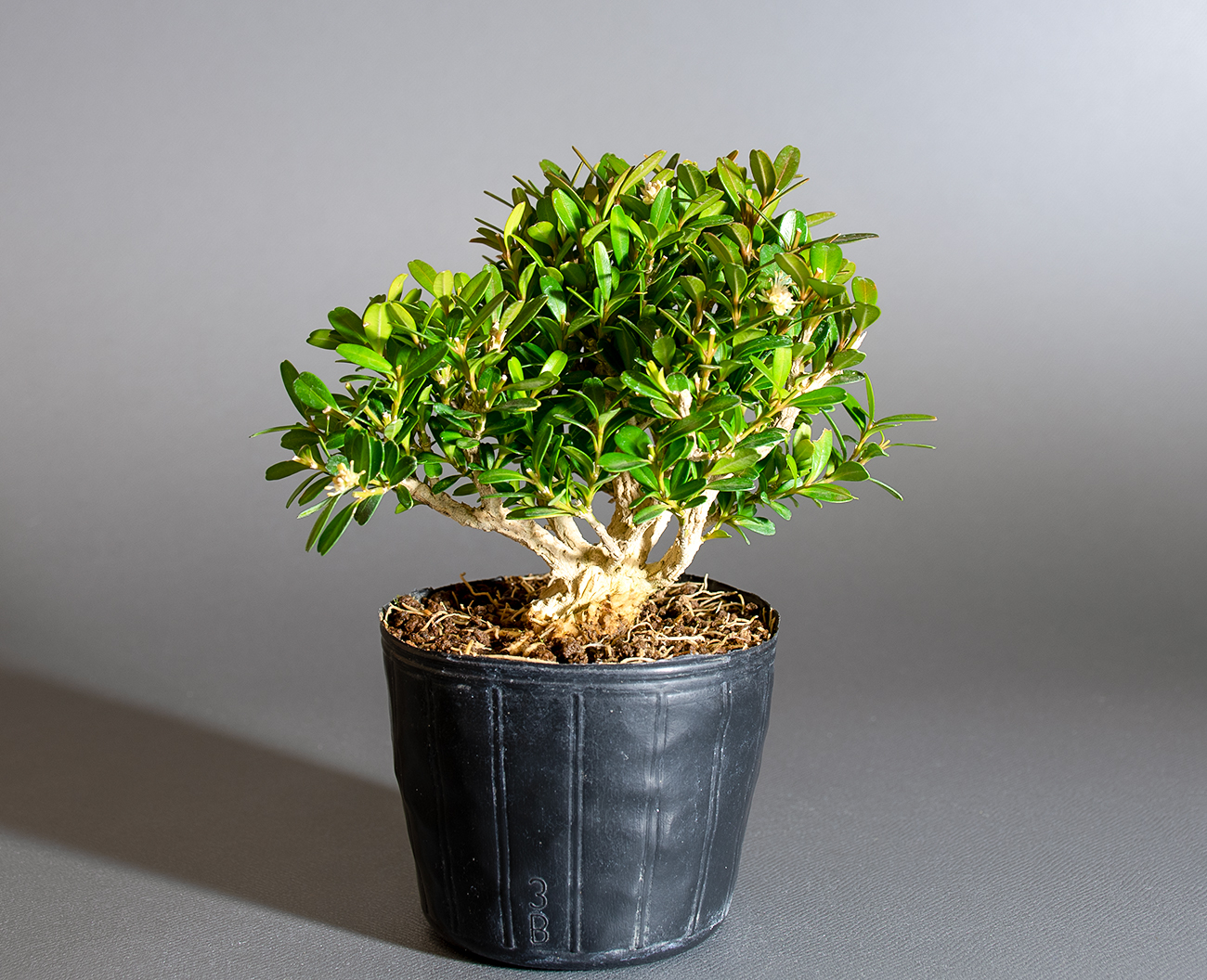 タイワンツゲ-D1（たいわんつげ・台湾黄楊）実もの盆栽を裏側から見た景色・Buxus microphylla var.japonica bonsai