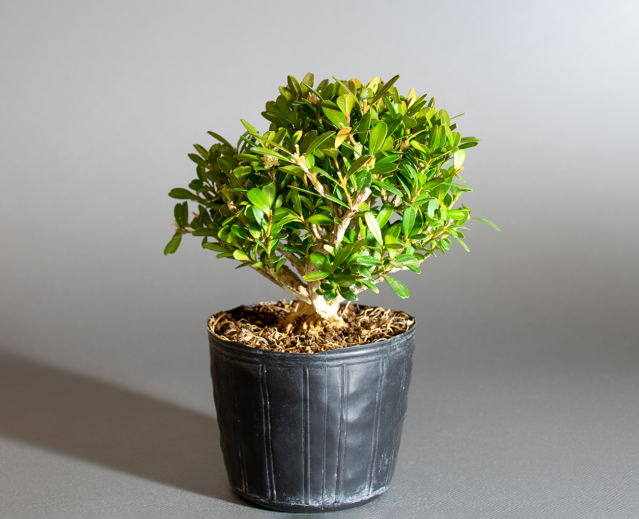 タイワンツゲ-D1（たいわんつげ・台湾黄楊）実もの盆栽を左側から見た景色・Buxus microphylla var.japonica bonsai