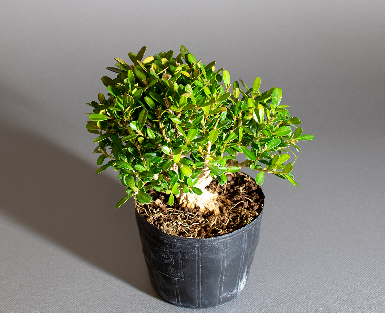 タイワンツゲ-D1（たいわんつげ・台湾黄楊）実もの盆栽の上側から見た景色・Buxus microphylla var.japonica bonsai