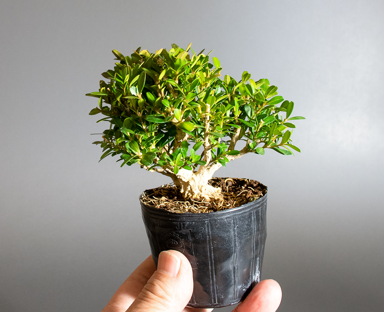 タイワンツゲ-D1（たいわんつげ・台湾黄楊）実もの盆栽の手乗りの景色・Buxus microphylla var.japonica bonsai