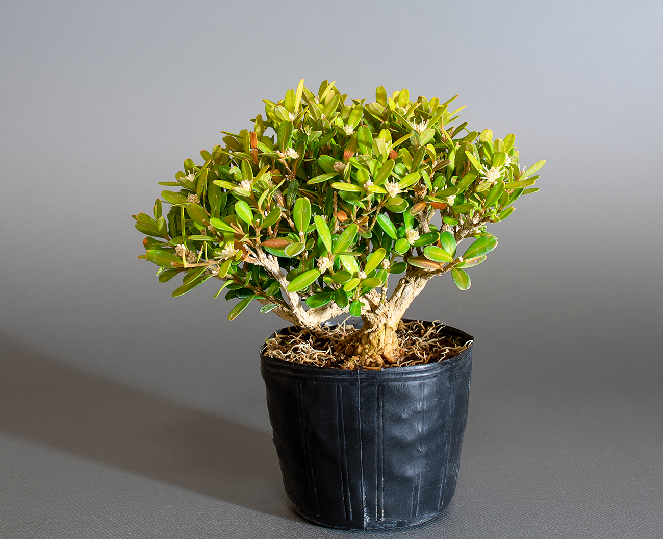 タイワンツゲ-E1（たいわんつげ・台湾黄楊）実もの盆栽を裏側から見た景色・Buxus microphylla var.japonica bonsai