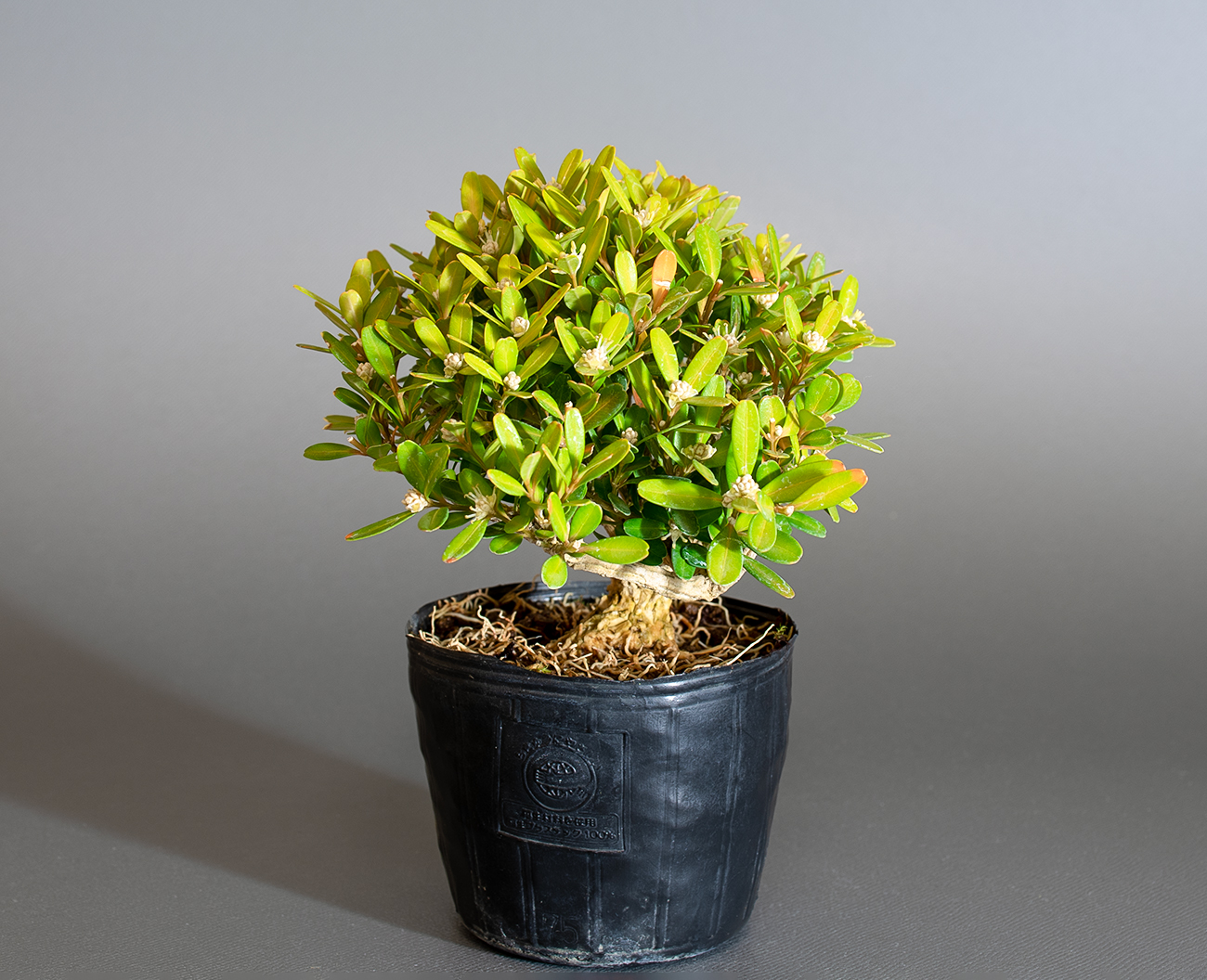 タイワンツゲ-E1（たいわんつげ・台湾黄楊）実もの盆栽を右側から見た景色・Buxus microphylla var.japonica bonsai