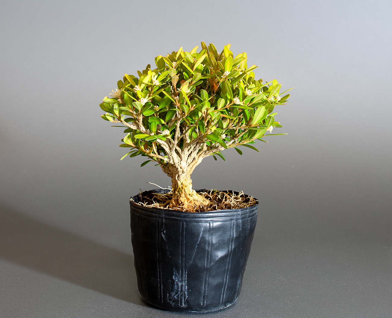 タイワンツゲ-E1（たいわんつげ・台湾黄楊）実もの盆栽を左側から見た景色・Buxus microphylla var.japonica bonsai