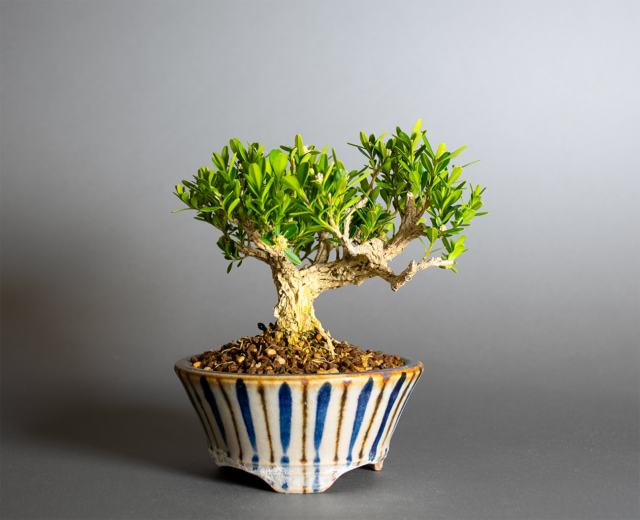 タイワンツゲ-F1（たいわんつげ・台湾黄楊）実もの盆栽の販売と育て方・作り方・Buxus microphylla var.japonica bonsai