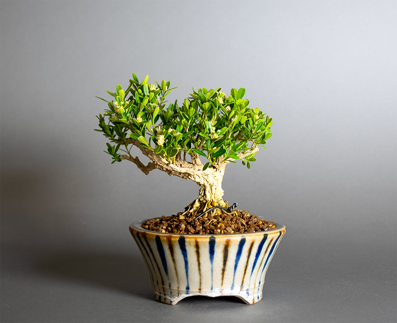 タイワンツゲ-F1（たいわんつげ・台湾黄楊）実もの盆栽を裏側から見た景色・Buxus microphylla var.japonica bonsai