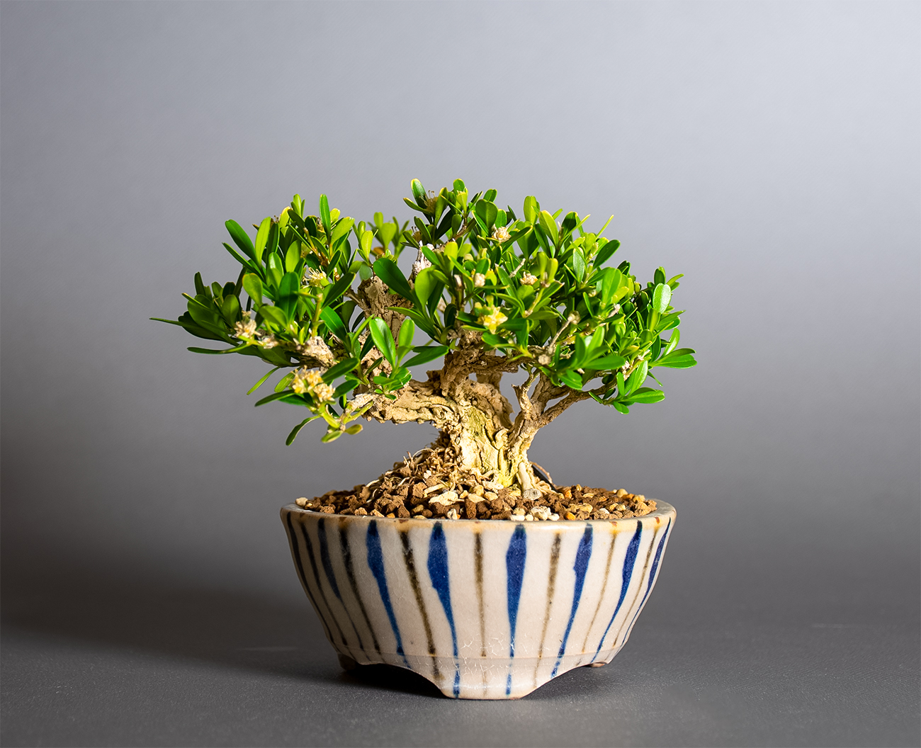 タイワンツゲ-G1（たいわんつげ・台湾黄楊）実もの盆栽の販売と育て方・作り方・Buxus microphylla var.japonica bonsai