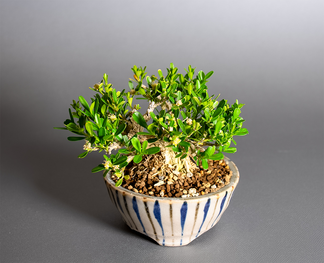 タイワンツゲ-G1（たいわんつげ・台湾黄楊）実もの盆栽の上側から見た景色・Buxus microphylla var.japonica bonsai